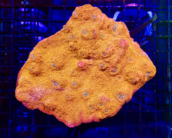 wholesale_coral - saltwater_fish saltwater_coral - rare corals - coralsdepot - Corals_Depot - live_corals - eye - catching - coral quality_marine_fish - quality - marine discoun