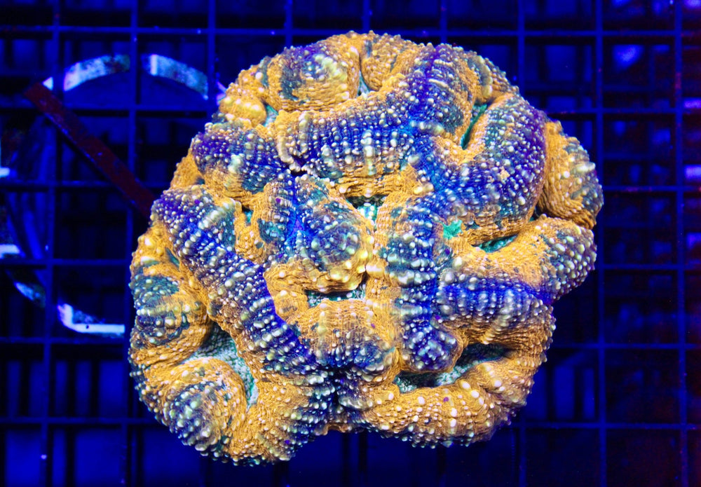 wholesale_coral - saltwater_fish saltwater_coral - rare corals - coralsdepot - Corals_Depot - live_corals - eye - catching - coral quality_marine_fish - quality - marine discoun