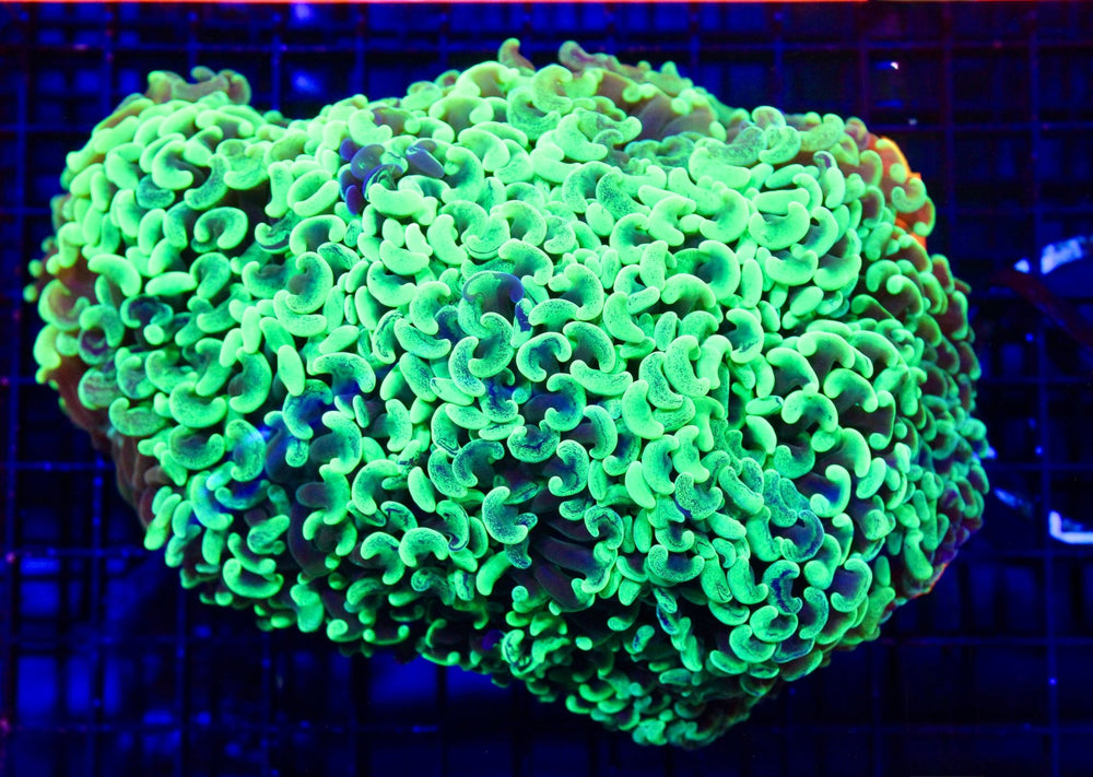 wholesale_coral - saltwater_fish saltwater_coral - rare corals - coralsdepot - Corals_Depot - live_corals - eye - catching - coral quality_marine_fish - quality - marine discoun