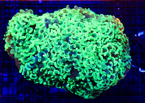 wholesale_coral - saltwater_fish saltwater_coral - rare corals - coralsdepot - Corals_Depot - live_corals - eye - catching - coral quality_marine_fish - quality - marine discoun