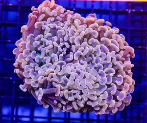 wholesale_coral - saltwater_fish saltwater_coral - rare corals - coralsdepot - Corals_Depot - live_corals - eye - catching - coral quality_marine_fish - quality - marine discoun