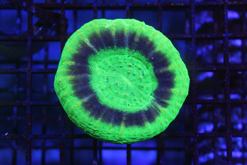 wholesale_coral - saltwater_fish saltwater_coral - rare corals - coralsdepot - Corals_Depot - live_corals - eye - catching - coral quality_marine_fish - quality - marine discoun