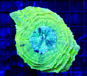 wholesale_coral - saltwater_fish saltwater_coral - rare corals - coralsdepot - Corals_Depot - live_corals - eye - catching - coral quality_marine_fish - quality - marine discoun