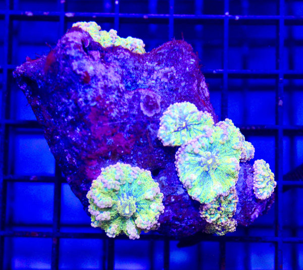 wholesale_coral - saltwater_fish saltwater_coral - rare corals - coralsdepot - Corals_Depot - live_corals - eye - catching - coral quality_marine_fish - quality - marine discoun