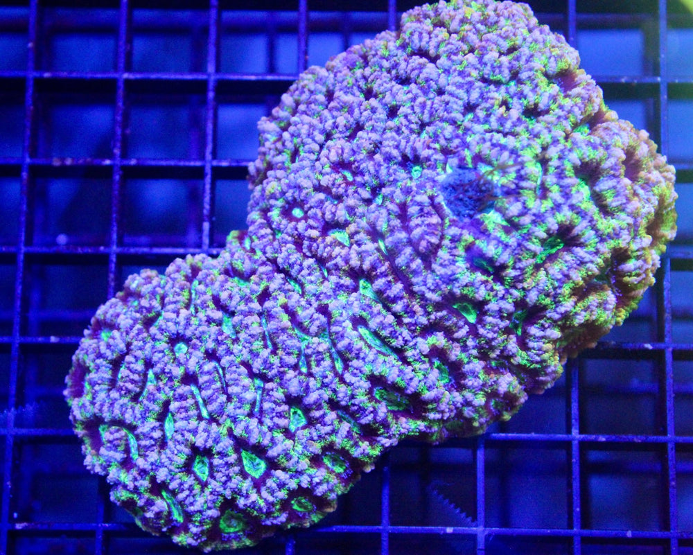 wholesale_coral - saltwater_fish saltwater_coral - rare corals - coralsdepot - Corals_Depot - live_corals - eye - catching - coral quality_marine_fish - quality - marine discoun
