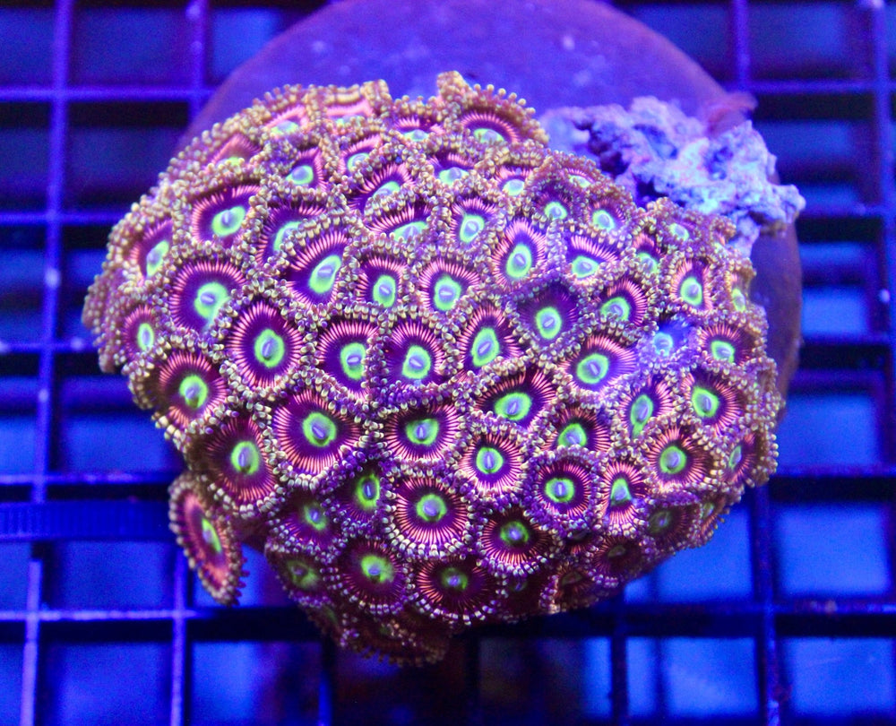 wholesale_coral - saltwater_fish saltwater_coral - rare corals - coralsdepot - Corals_Depot - live_corals - eye - catching - coral quality_marine_fish - quality - marine discoun