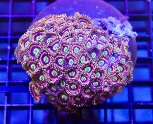wholesale_coral - saltwater_fish saltwater_coral - rare corals - coralsdepot - Corals_Depot - live_corals - eye - catching - coral quality_marine_fish - quality - marine discoun
