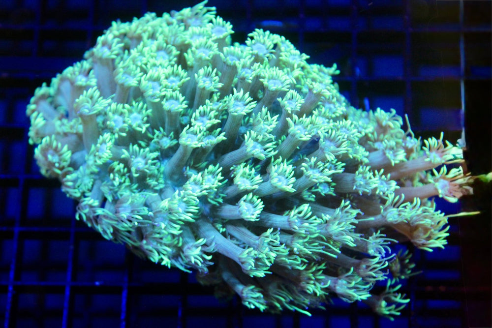 wholesale_coral - saltwater_fish saltwater_coral - rare corals - coralsdepot - Corals_Depot - live_corals - eye - catching - coral quality_marine_fish - quality - marine discoun