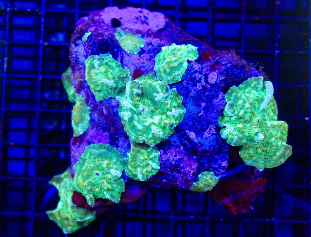 wholesale_coral - saltwater_fish saltwater_coral - rare corals - coralsdepot - Corals_Depot - live_corals - eye - catching - coral quality_marine_fish - quality - marine discoun