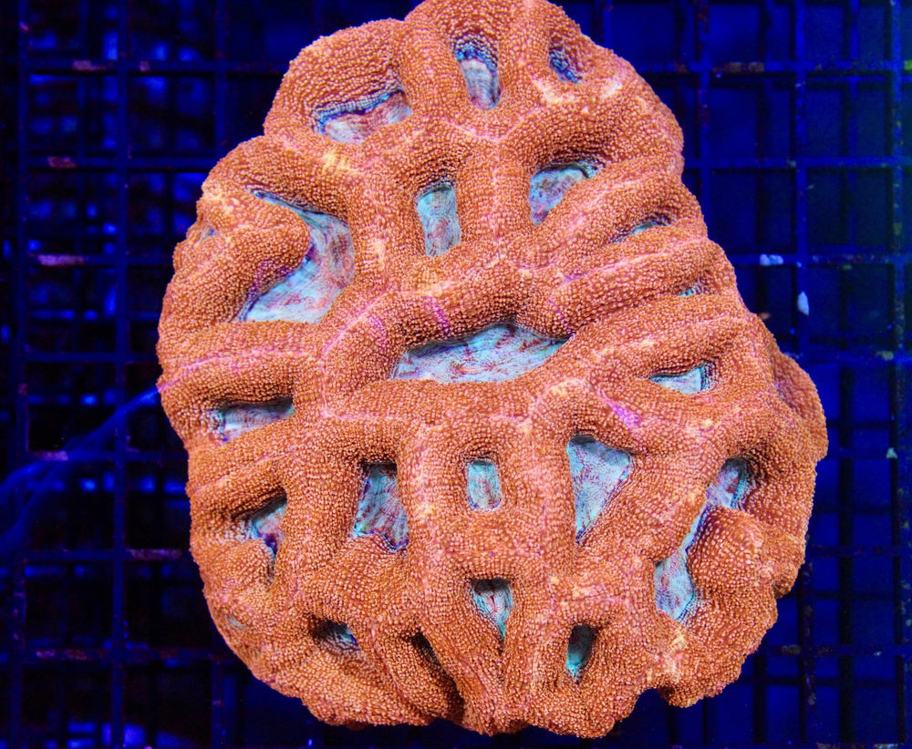 wholesale_coral - saltwater_fish saltwater_coral - rare corals - coralsdepot - Corals_Depot - live_corals - eye - catching - coral quality_marine_fish - quality - marine discoun