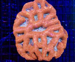 wholesale_coral - saltwater_fish saltwater_coral - rare corals - coralsdepot - Corals_Depot - live_corals - eye - catching - coral quality_marine_fish - quality - marine discoun