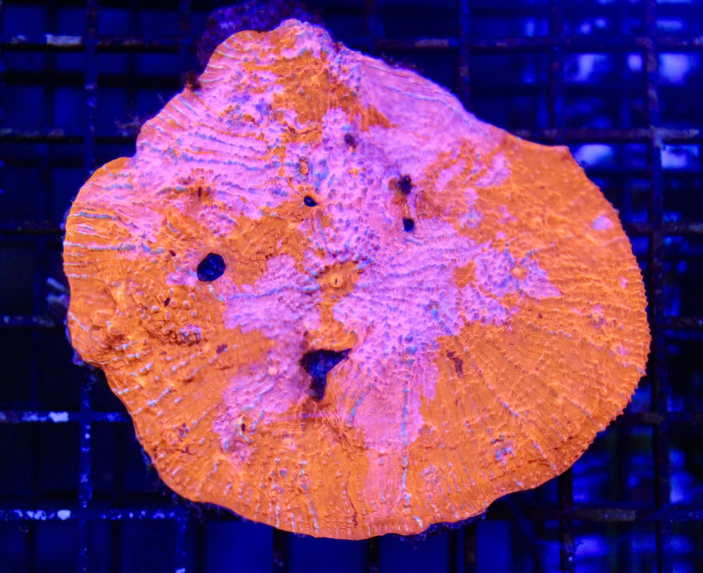 wholesale_coral - saltwater_fish saltwater_coral - rare corals - coralsdepot - Corals_Depot - live_corals - eye - catching - coral quality_marine_fish - quality - marine discoun