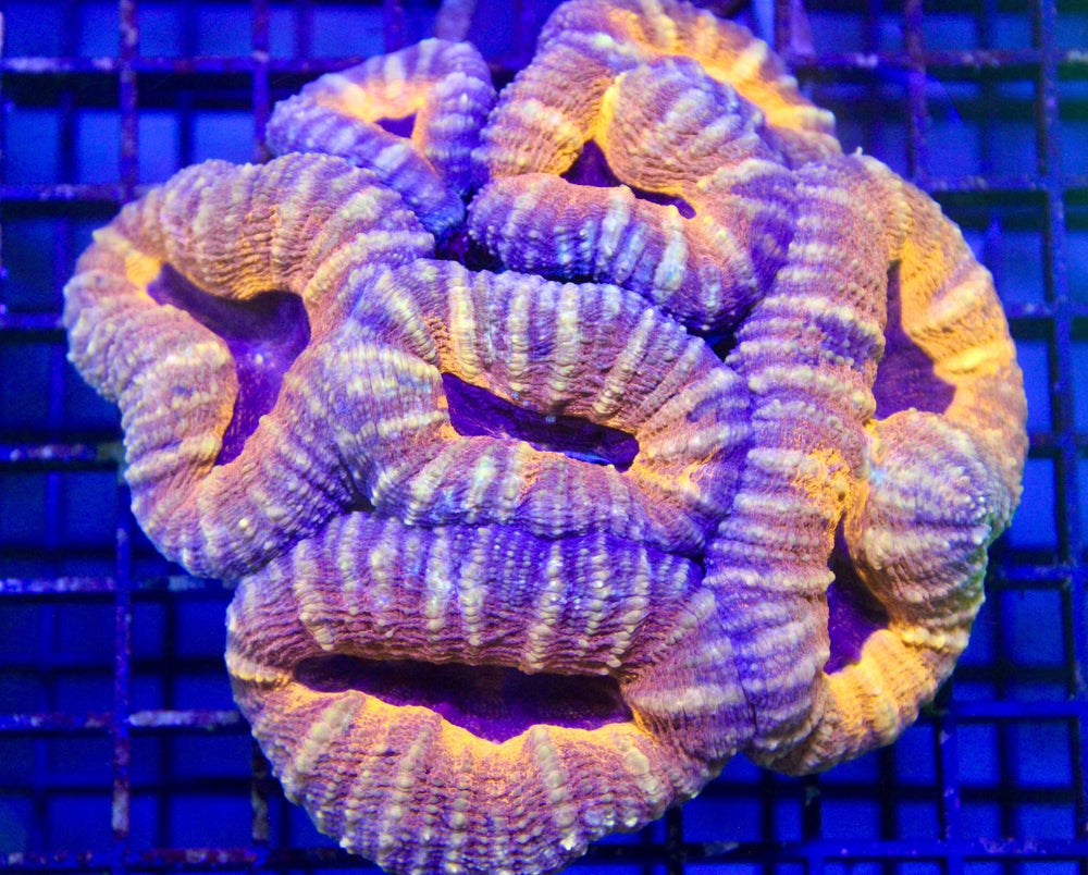 wholesale_coral - saltwater_fish saltwater_coral - rare corals - coralsdepot - Corals_Depot - live_corals - eye - catching - coral quality_marine_fish - quality - marine discoun