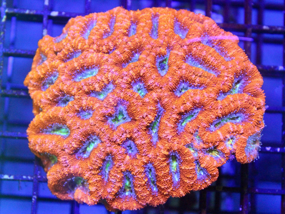wholesale_coral - saltwater_fish saltwater_coral - rare corals - coralsdepot - Corals_Depot - live_corals - eye - catching - coral quality_marine_fish - quality - marine discoun
