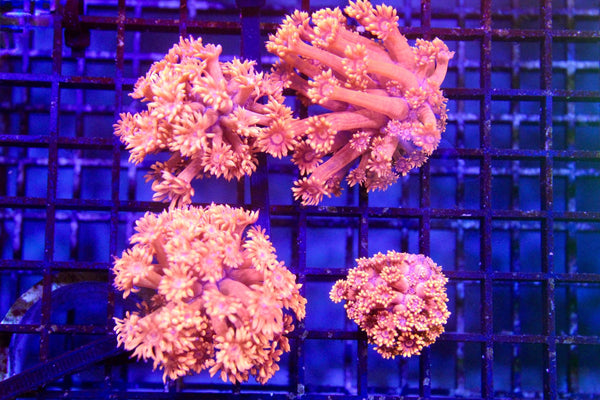wholesale_coral - saltwater_fish saltwater_coral - rare corals - coralsdepot - Corals_Depot - live_corals - eye - catching - coral quality_marine_fish - quality - marine discoun