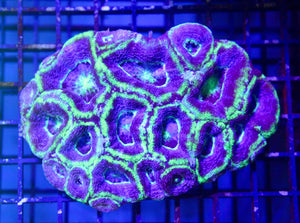 wholesale_coral - saltwater_fish saltwater_coral - rare corals - coralsdepot - Corals_Depot - live_corals - eye - catching - coral quality_marine_fish - quality - marine discoun