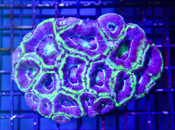 wholesale_coral - saltwater_fish saltwater_coral - rare corals - coralsdepot - Corals_Depot - live_corals - eye - catching - coral quality_marine_fish - quality - marine discoun