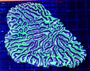 wholesale_coral - saltwater_fish saltwater_coral - rare corals - coralsdepot - Corals_Depot - live_corals - eye - catching - coral quality_marine_fish - quality - marine discoun