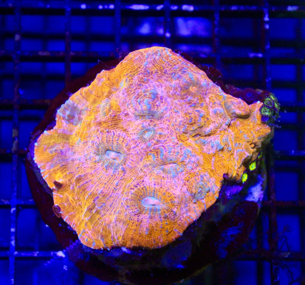 wholesale_coral - saltwater_fish saltwater_coral - rare corals - coralsdepot - Corals_Depot - live_corals - eye - catching - coral quality_marine_fish - quality - marine discoun