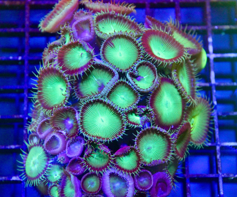 wholesale_coral - saltwater_fish saltwater_coral - rare corals - coralsdepot - Corals_Depot - live_corals - eye - catching - coral quality_marine_fish - quality - marine discoun