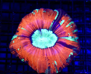 wholesale_coral - saltwater_fish saltwater_coral - rare corals - coralsdepot - Corals_Depot - live_corals - eye - catching - coral quality_marine_fish - quality - marine discoun