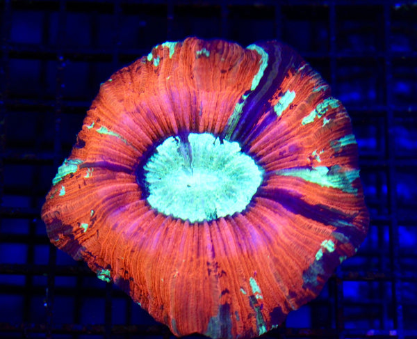 wholesale_coral - saltwater_fish saltwater_coral - rare corals - coralsdepot - Corals_Depot - live_corals - eye - catching - coral quality_marine_fish - quality - marine discoun