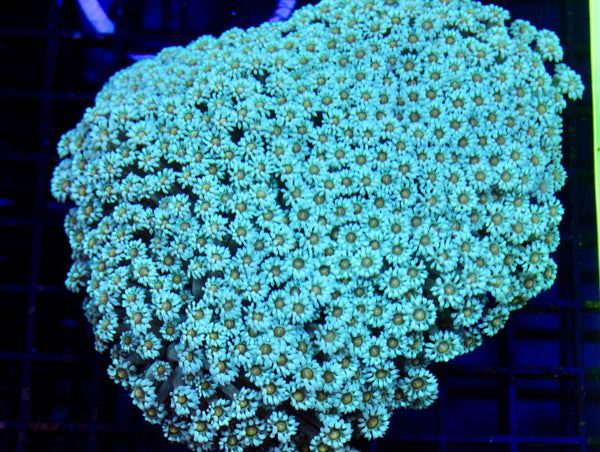 wholesale_coral - saltwater_fish saltwater_coral - rare corals - coralsdepot - Corals_Depot - live_corals - eye - catching - coral quality_marine_fish - quality - marine discoun