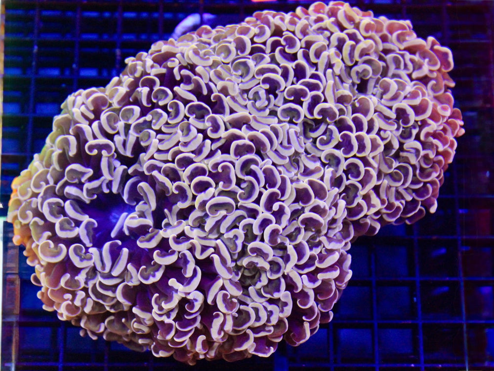 wholesale_coral - saltwater_fish saltwater_coral - rare corals - coralsdepot - Corals_Depot - live_corals - eye - catching - coral quality_marine_fish - quality - marine discoun
