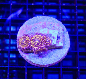 wholesale_coral - saltwater_fish saltwater_coral - rare corals - coralsdepot - Corals_Depot - live_corals - eye - catching - coral quality_marine_fish - quality - marine discoun