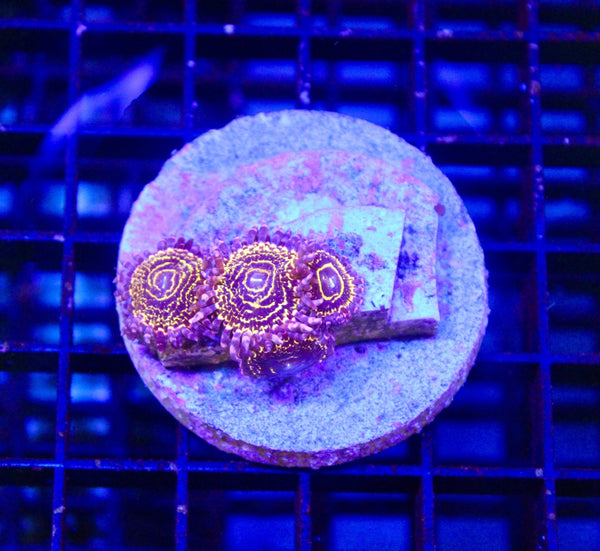 wholesale_coral - saltwater_fish saltwater_coral - rare corals - coralsdepot - Corals_Depot - live_corals - eye - catching - coral quality_marine_fish - quality - marine discoun