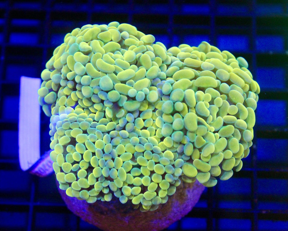 wholesale_coral - saltwater_fish saltwater_coral - rare corals - coralsdepot - Corals_Depot - live_corals - eye - catching - coral quality_marine_fish - quality - marine discoun