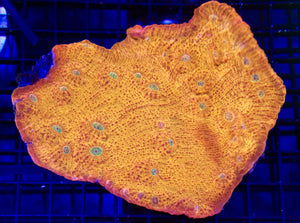 wholesale_coral - saltwater_fish saltwater_coral - rare corals - coralsdepot - Corals_Depot - live_corals - eye - catching - coral quality_marine_fish - quality - marine discoun