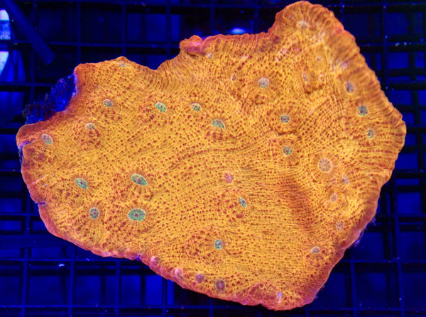 wholesale_coral - saltwater_fish saltwater_coral - rare corals - coralsdepot - Corals_Depot - live_corals - eye - catching - coral quality_marine_fish - quality - marine discoun