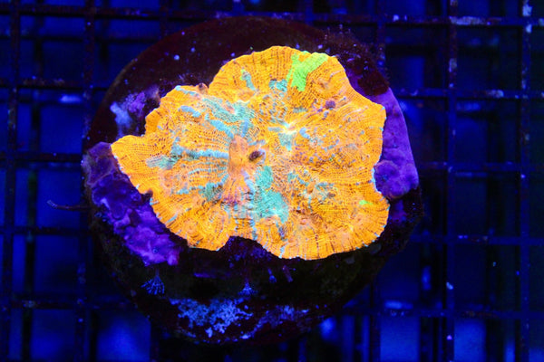 wholesale_coral - saltwater_fish saltwater_coral - rare corals - coralsdepot - Corals_Depot - live_corals - eye - catching - coral quality_marine_fish - quality - marine discoun