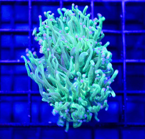 wholesale_coral - saltwater_fish saltwater_coral - rare corals - coralsdepot - Corals_Depot - live_corals - eye - catching - coral quality_marine_fish - quality - marine discoun