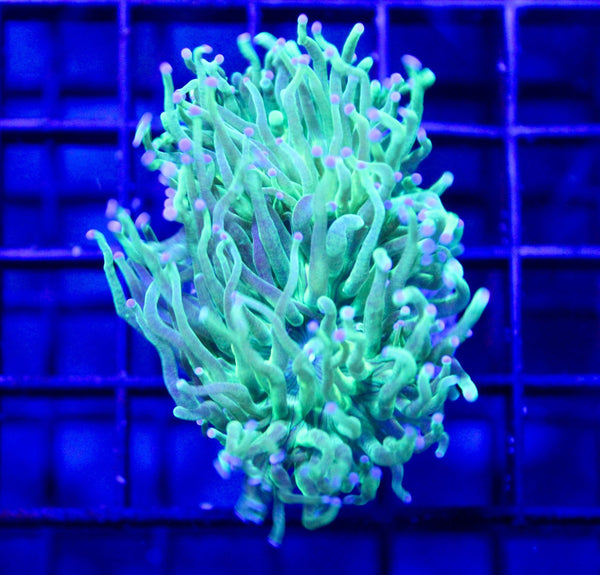 wholesale_coral - saltwater_fish saltwater_coral - rare corals - coralsdepot - Corals_Depot - live_corals - eye - catching - coral quality_marine_fish - quality - marine discoun
