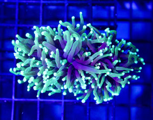 wholesale_coral - saltwater_fish saltwater_coral - rare corals - coralsdepot - Corals_Depot - live_corals - eye - catching - coral quality_marine_fish - quality - marine discoun