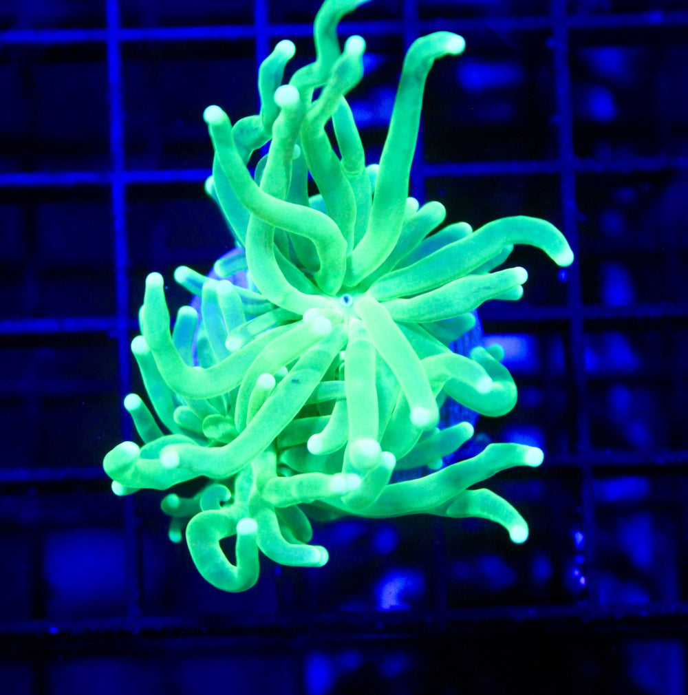 wholesale_coral - saltwater_fish saltwater_coral - rare corals - coralsdepot - Corals_Depot - live_corals - eye - catching - coral quality_marine_fish - quality - marine discoun