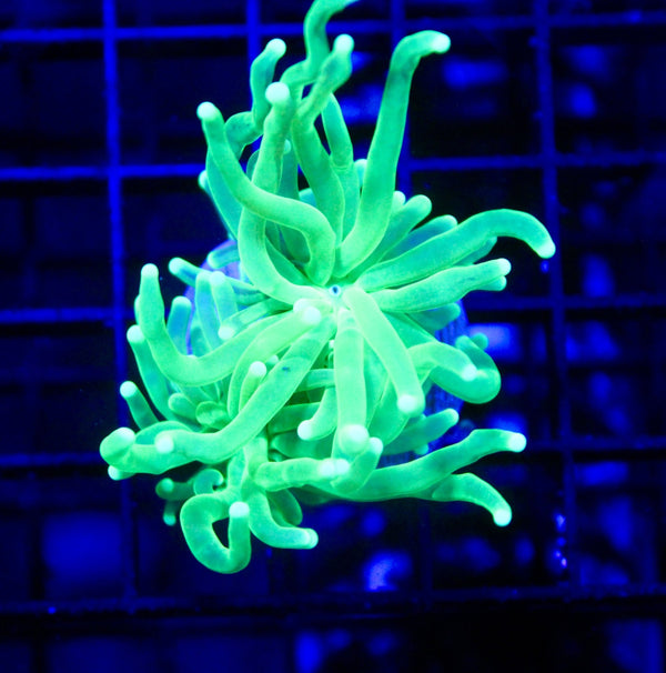 wholesale_coral - saltwater_fish saltwater_coral - rare corals - coralsdepot - Corals_Depot - live_corals - eye - catching - coral quality_marine_fish - quality - marine discoun