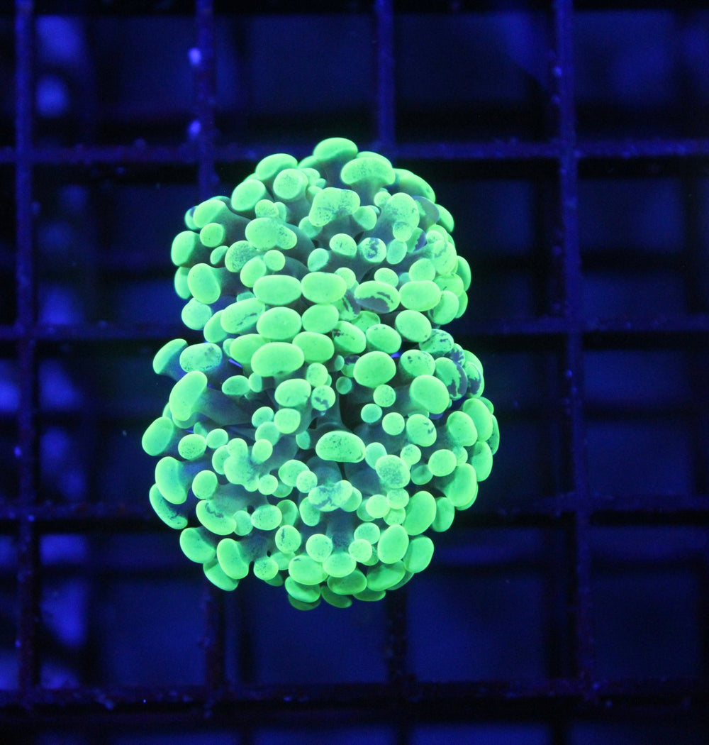 wholesale_coral - saltwater_fish saltwater_coral - rare corals - coralsdepot - Corals_Depot - live_corals - eye - catching - coral quality_marine_fish - quality - marine discoun