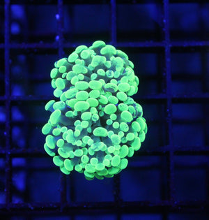 wholesale_coral - saltwater_fish saltwater_coral - rare corals - coralsdepot - Corals_Depot - live_corals - eye - catching - coral quality_marine_fish - quality - marine discoun