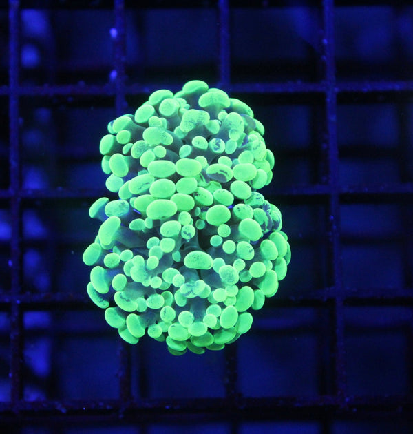 wholesale_coral - saltwater_fish saltwater_coral - rare corals - coralsdepot - Corals_Depot - live_corals - eye - catching - coral quality_marine_fish - quality - marine discoun