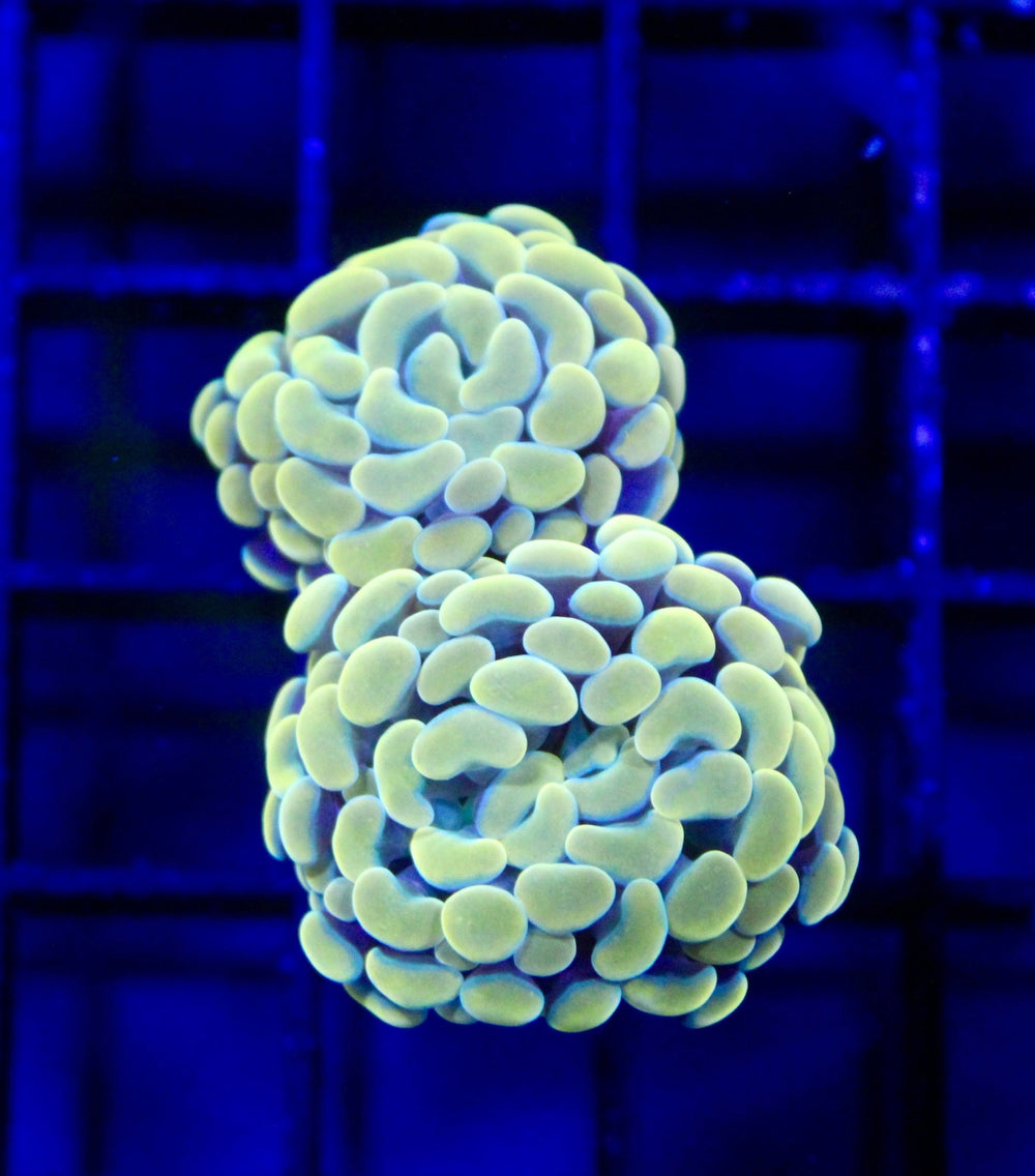 wholesale_coral - saltwater_fish saltwater_coral - rare corals - coralsdepot - Corals_Depot - live_corals - eye - catching - coral quality_marine_fish - quality - marine discoun