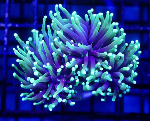wholesale_coral - saltwater_fish saltwater_coral - rare corals - coralsdepot - Corals_Depot - live_corals - eye - catching - coral quality_marine_fish - quality - marine discoun