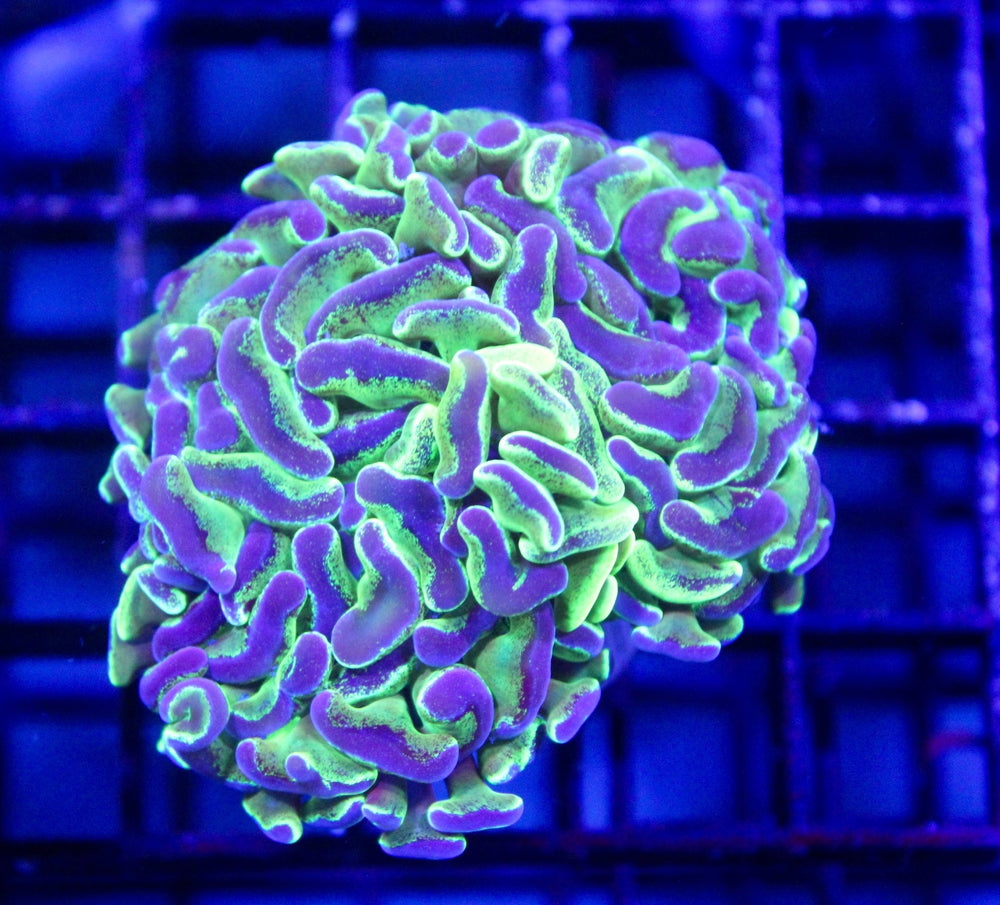 wholesale_coral - saltwater_fish saltwater_coral - rare corals - coralsdepot - Corals_Depot - live_corals - eye - catching - coral quality_marine_fish - quality - marine discoun