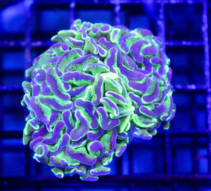 wholesale_coral - saltwater_fish saltwater_coral - rare corals - coralsdepot - Corals_Depot - live_corals - eye - catching - coral quality_marine_fish - quality - marine discoun