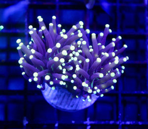 wholesale_coral - saltwater_fish saltwater_coral - rare corals - coralsdepot - Corals_Depot - live_corals - eye - catching - coral quality_marine_fish - quality - marine discoun