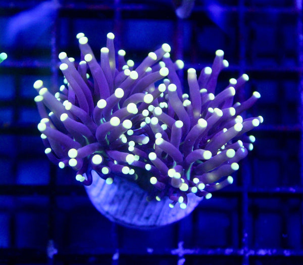 wholesale_coral - saltwater_fish saltwater_coral - rare corals - coralsdepot - Corals_Depot - live_corals - eye - catching - coral quality_marine_fish - quality - marine discoun