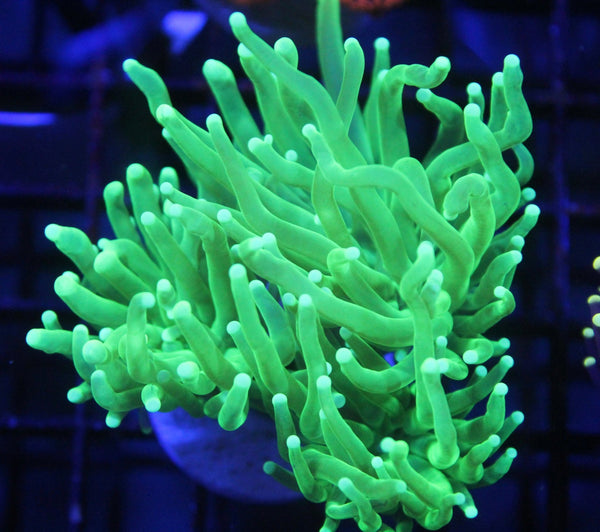 wholesale_coral - saltwater_fish saltwater_coral - rare corals - coralsdepot - Corals_Depot - live_corals - eye - catching - coral quality_marine_fish - quality - marine discoun