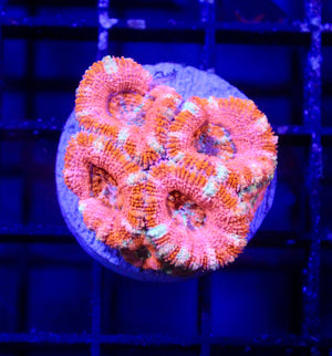 wholesale_coral - saltwater_fish saltwater_coral - rare corals - coralsdepot - Corals_Depot - live_corals - eye - catching - coral quality_marine_fish - quality - marine discoun